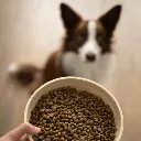 puppy3.webp