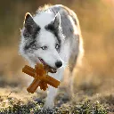 STAR_2.webp