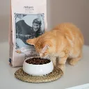 gatito5-780653.webp