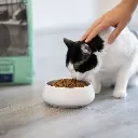gato5_448a437d-d30f-4951-9abb-b0df5117d234-512414.webp