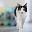 gato4_6bb82dc3-0cac-4aac-84a5-54e5d83299e0-886001.webp