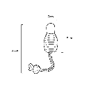 BOUNCY-ROPE_S.webp