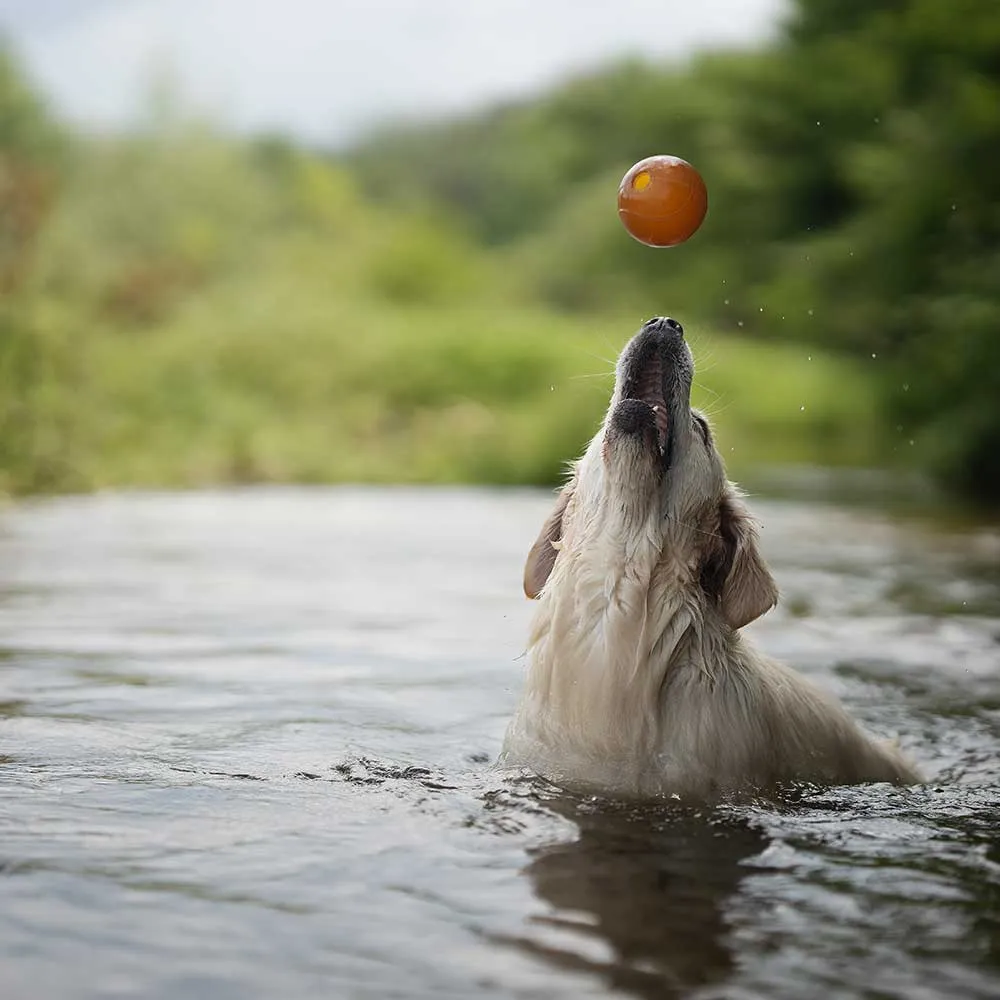 BALL_2.webp