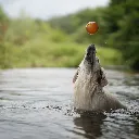 BALL_2.webp