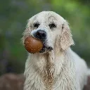 BALL_1.webp