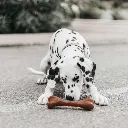 BONE_1.webp