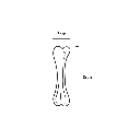 BONE_S.webp