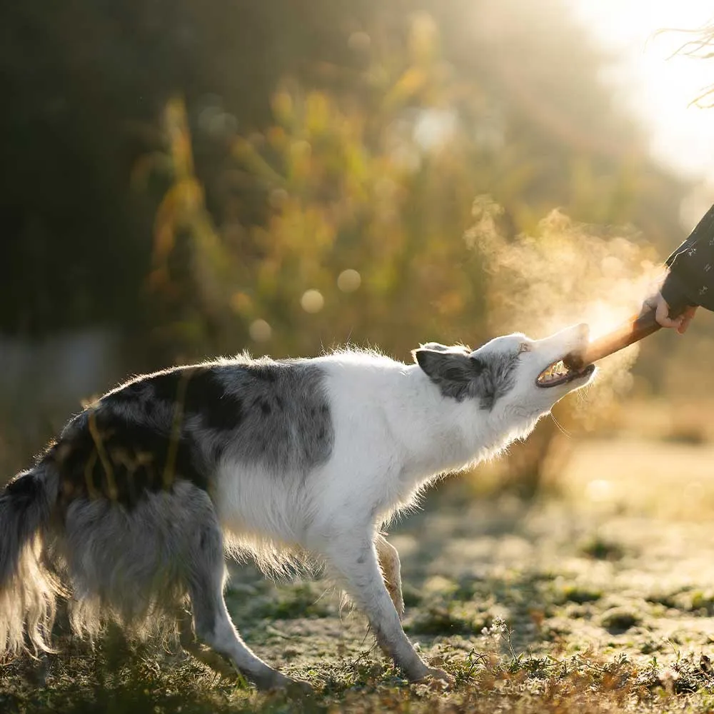 BITE_1.webp