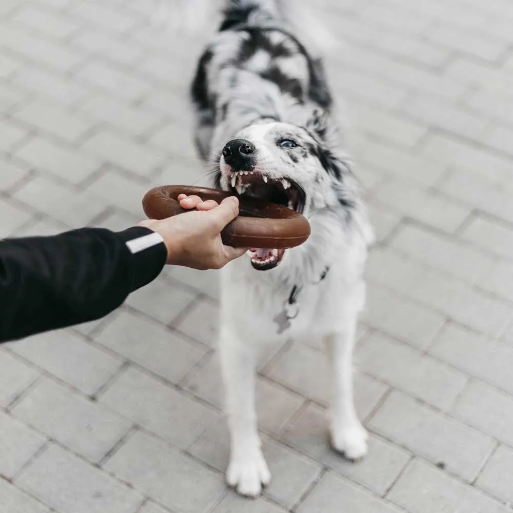 BITE_6.webp