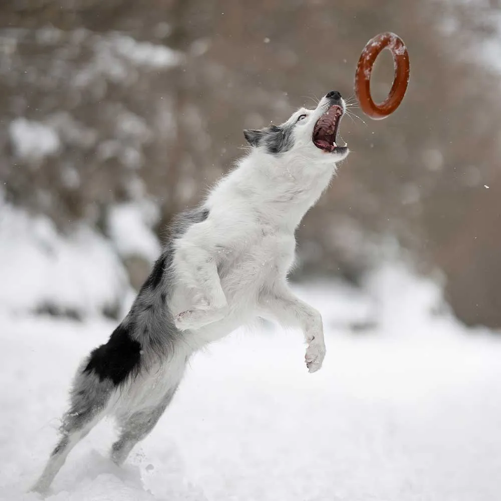 BITE_3.webp