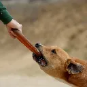 BITE.webp