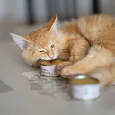 gatito-232941.webp