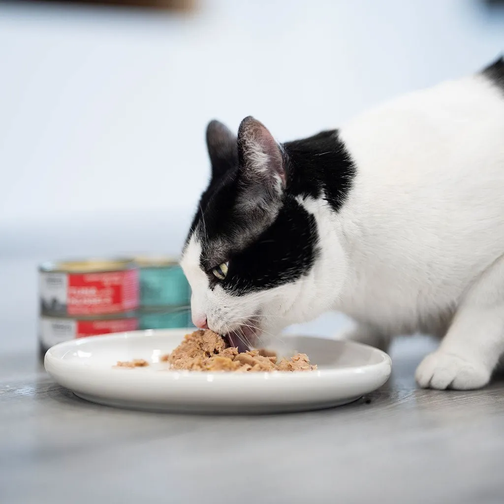 gato20-548542.webp