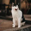 Latas-para-gatitos-de-pollo-de-Retorn3_c32e712c-2a1b-4a34-9c0f-136708def853-589777.webp