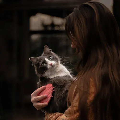 CAT-BRUSH-LIFESTYLE-209124.webp