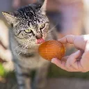 gossy-cat-246864.webp