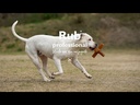 youtube - [Video]