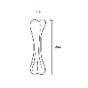BONE_L-430791.webp