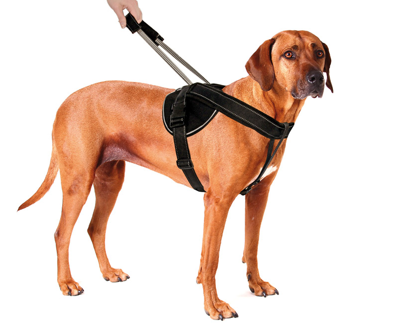 JOCKEY HARNESS LONG LEASH XXL BLACK
